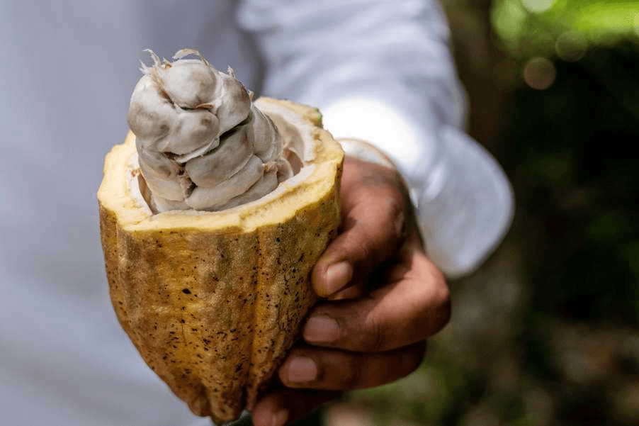 Cacao